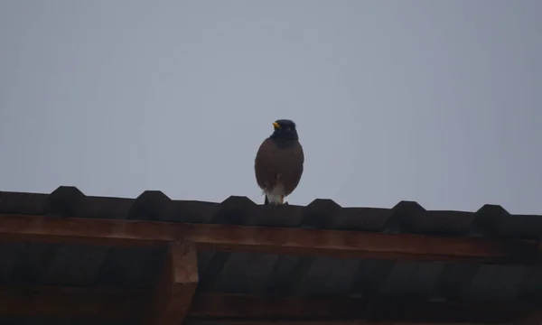 房子的屋顶上有鸟 雨中也有鸟 — 图库照片