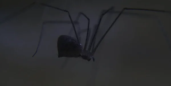 Seine Beine Sind Lange Spinnen Hängt — Stockfoto