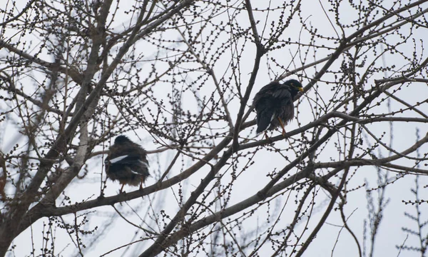 마리의 가나뭇가지에 새들이 상태로 흔들리고 — 스톡 사진