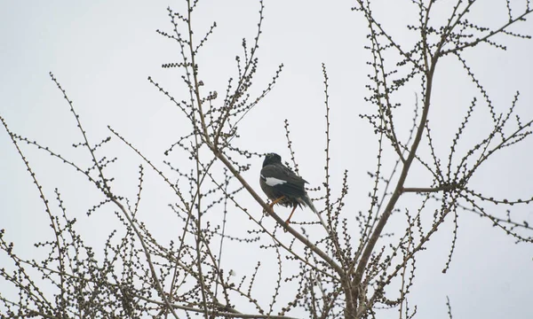 2羽の鳥が木の枝に着地し 鳥たちは乾くまで揺れる — ストック写真
