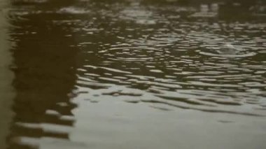 Kız çilek topluyor, kız çilekleri topluyor ve bir sepete koyuyor..