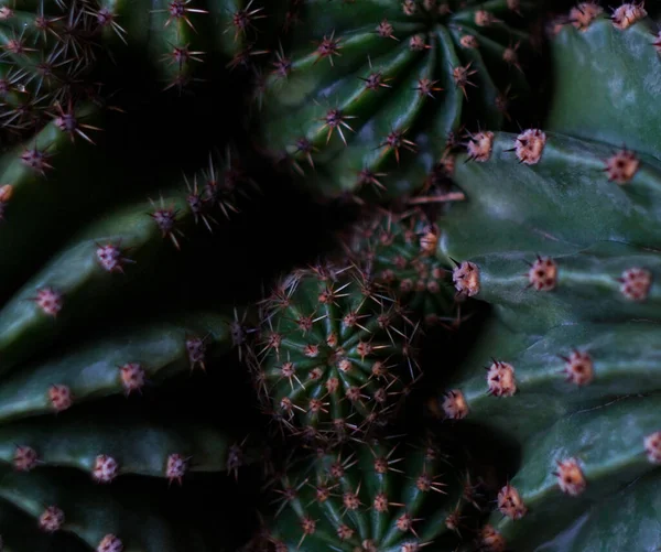 Растение Кактуса Тернистые Цветы — стоковое фото