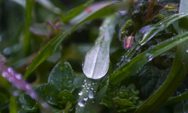 Goccioline Acqua Una Foglia Erba Immagine Macro — Foto Stock