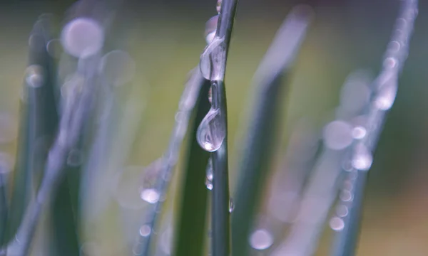 草叶上的水滴 宏观图像 — 图库照片