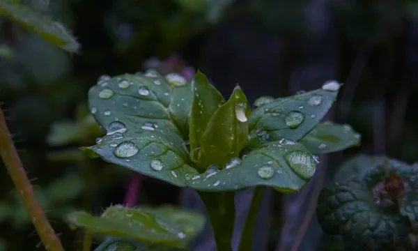 Goccioline Acqua Una Foglia Erba Immagine Macro — Foto Stock