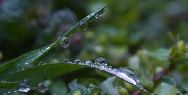 Water Droplets Grass Leaf Macro Image — Stock Photo, Image