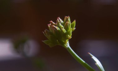                   Çiçek tomurcukları, yeni filizlenen tomurcuklar             