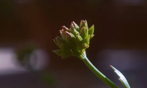 Рослинні Квіткові Бруньки Щойно Проросли Бутони — стокове фото