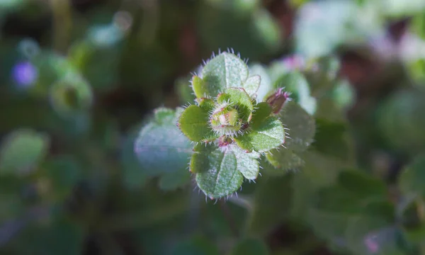 Blomknoppar Nygrodda Knoppar — Stockfoto