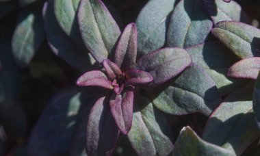                         Çiçek tomurcukları, yeni filizlenen tomurcuklar       