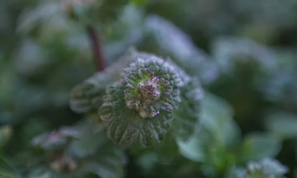 Blomknoppar Nygrodda Knoppar — Stockfoto