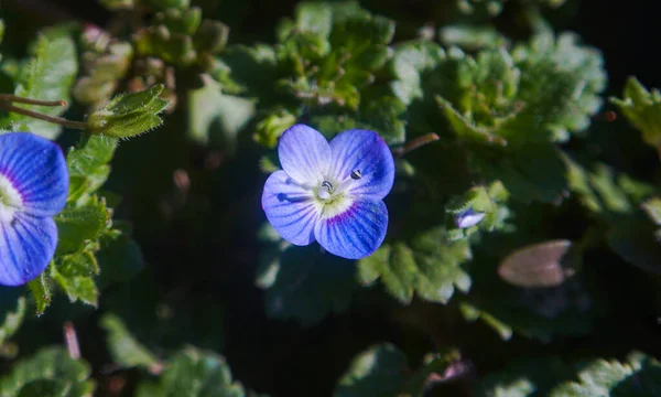 Små Blå Blommor Blommor Bland Gräset — Stockfoto