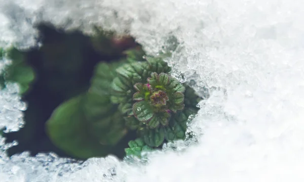 Folhas Planta São Cobertas Com Neve Uma Imagem Macro — Fotografia de Stock