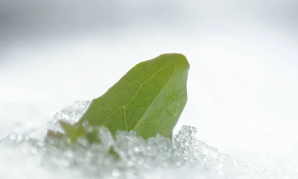 Leaves Plant Covered Snow Macro Image — Stock Photo, Image
