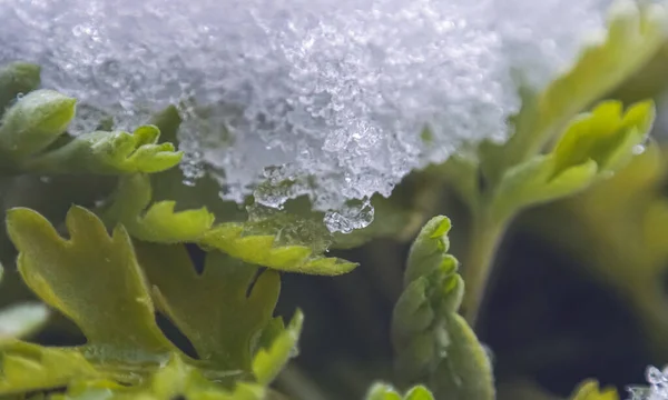 Folhas Planta São Cobertas Com Neve Uma Imagem Macro — Fotografia de Stock