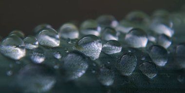                       Bitki yaprağının üzerindeki su damlacıkları, makro görüntü         