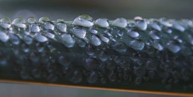                    Bitki yaprağının üzerindeki su damlacıkları, makro görüntü            