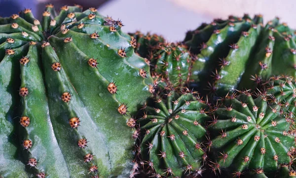 Diversi Cactus Unico Posto Cactus Spinosi — Foto Stock