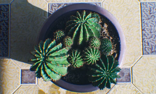 Diversi Cactus Unico Posto Cactus Spinosi — Foto Stock