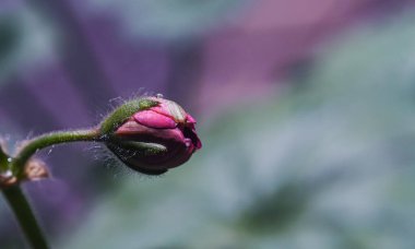                    Çiçek yaprakları üzerindeki su damlacıkları, makro görüntü            