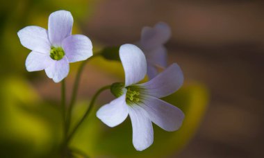                            Beyaz çan çiçekleri, makro resim    
