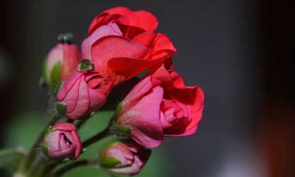 Wassertropfen Auf Blütenblättern Makroaufnahme — Stockfoto