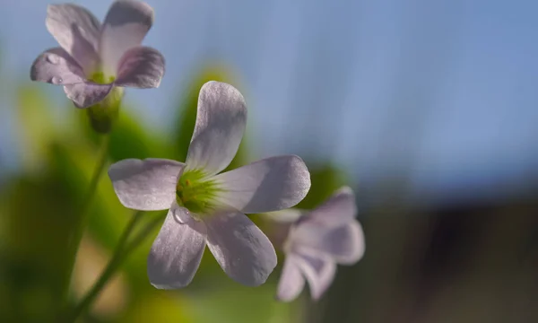 Kropelki Wody Płatkach Kwiatów Makroobraz — Zdjęcie stockowe