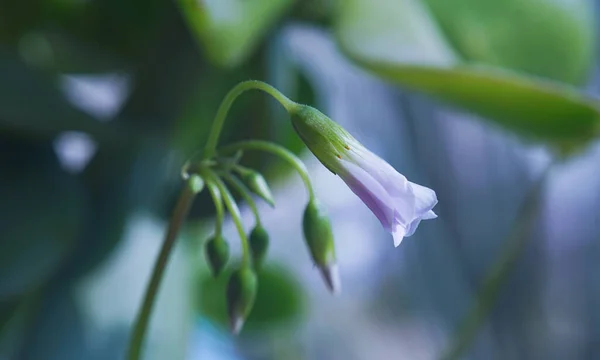 Білі Бутони Квітів Дзвіночків Макрозображення — стокове фото