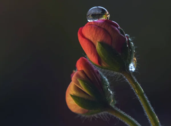 花びらの水滴 マクロ画像 ストックフォト