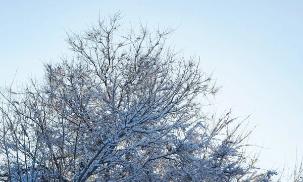 Uma Árvore Coberta Neve Céu Azul — Fotografia de Stock