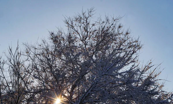 Uma Árvore Coberta Neve Céu Azul — Fotografia de Stock