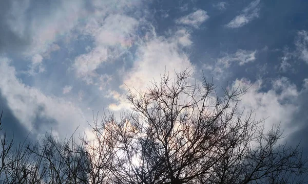 Boom Blauwe Lucht Witte Wolken — Stockfoto