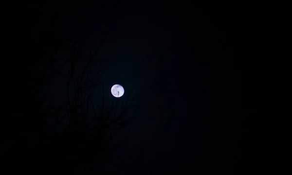 Nachts Ist Der Mond Von Der Baumkrone Aus Sichtbar — Stockfoto