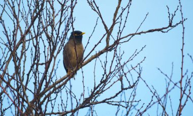                         Ağaç dalına tünemiş bir kuş, kokain gökyüzü       