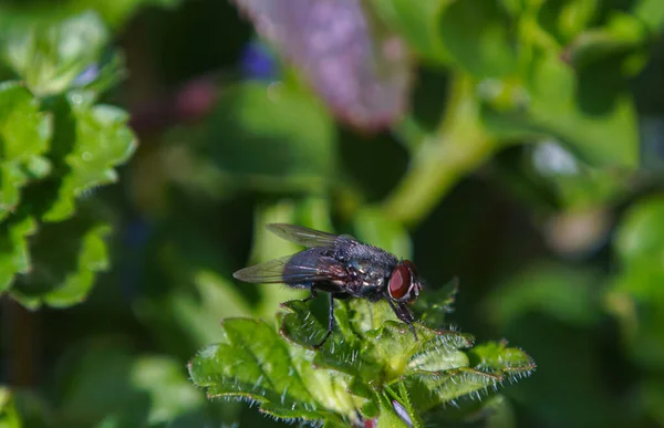 植物の葉の上の大きな黒いハエ マクロ画像 — ストック写真