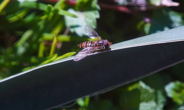 Маленькая Желтая Пчела Листке Растения Макроизображение — стоковое фото