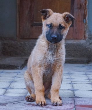                            Terk edilmiş bir köpek yavrusu, kurtuluşa bakıyor.    
