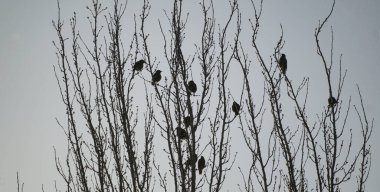                          Kuşlar bir ağaç dalına kondu ve kuşlar uçup gitti.      