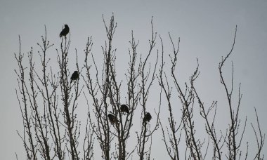             Kuşlar bir ağaç dalına kondu ve kuşlar uçup gitti.                   