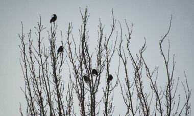                                Kuşlar bir ağaç dalına kondu ve kuşlar uçup gitti.