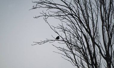                     Kuşlar bir ağaç dalına kondu ve kuşlar uçup gitti.           