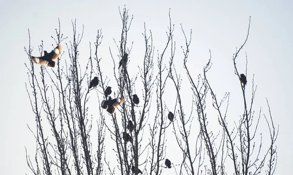 Birds Landed Tree Branch Birds Flew Away — Stock Photo, Image