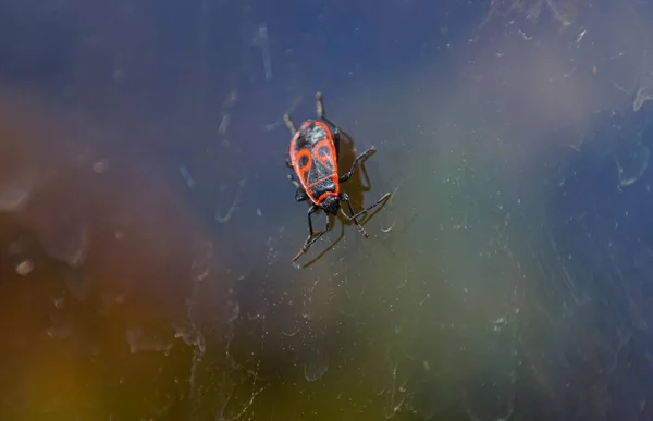 赤いカブトムシが窓やマクロなイメージを通って — ストック写真