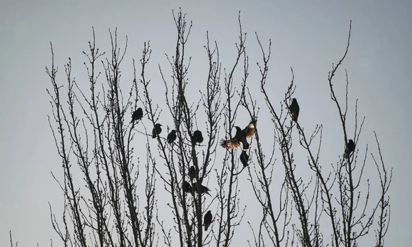 나뭇가지에 새들은 날아가 버렸습니다 — 스톡 사진