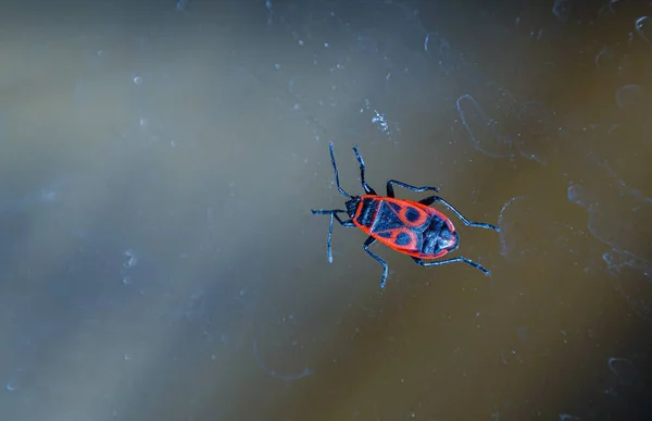 Escarabajo Rojo Atraviesa Una Ventana Una Imagen Macro — Foto de Stock