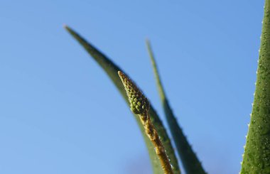                    Mavi gökyüzü ve aloe vera, aloe yaprakları            