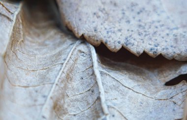                         Kurumuş yaprak, makro resim, kurumuş dut yaprağı.       