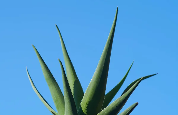 Langit Biru Dan Buaya Aloe Daun Aloe — Stok Foto