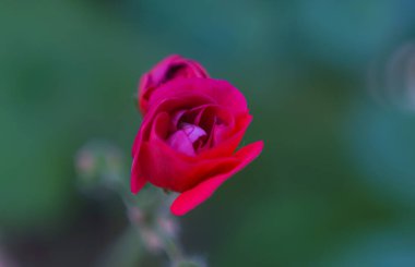                   Açmaya başlayan çiçek tomurcukları, sardunya çiçekleri             