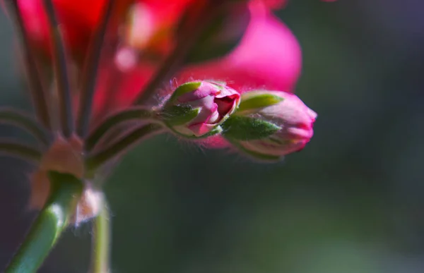 Flowering buds that have started to open, geranium flower buds